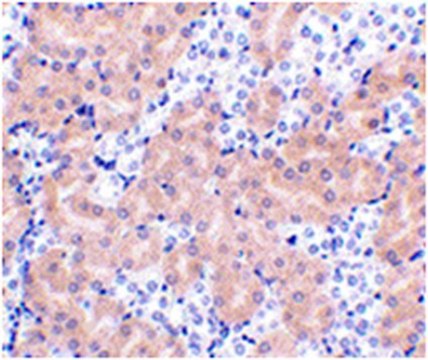 Anti-BFL-1 Antibody from rabbit, purified by affinity chromatography