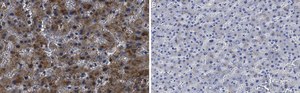 Anti-Haptoglobin Antibody, clone 2D22 ZooMAb® Rabbit Monoclonal recombinant, expressed in HEK 293 cells