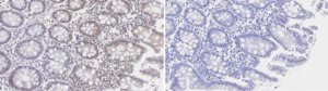 Anti-G9a Antibody, clone 1N3 ZooMAb® Rabbit Monoclonal recombinant, expressed in HEK 293 cells