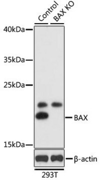 Anti-BAX antibody produced in rabbit