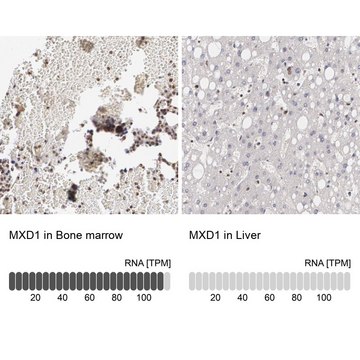 Anti-MXD1 antibody produced in rabbit Prestige Antibodies&#174; Powered by Atlas Antibodies, affinity isolated antibody, buffered aqueous glycerol solution