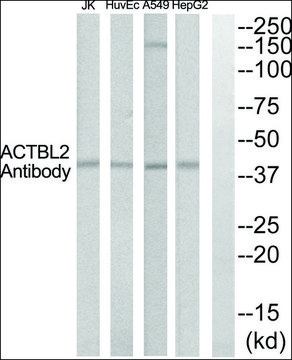 Anti-ACTBL2 antibody produced in rabbit affinity isolated antibody