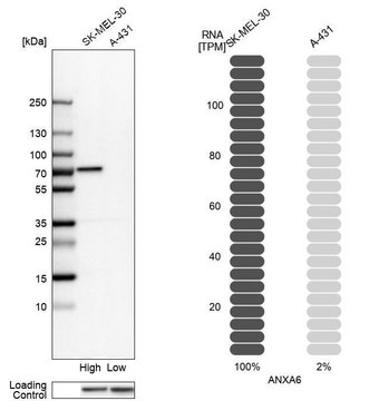 Anti-ANXA6 antibody produced in rabbit Prestige Antibodies&#174; Powered by Atlas Antibodies, affinity isolated antibody, buffered aqueous glycerol solution