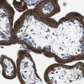 Anti-TMEM74 antibody produced in rabbit Prestige Antibodies® Powered by Atlas Antibodies, affinity isolated antibody, buffered aqueous glycerol solution