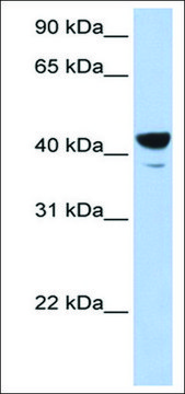 Anti-ELF3 (AB1) antibody produced in rabbit affinity isolated antibody