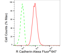 Anti R Cadherin Antibody, clone 23GB5055, Rabbit Monoclonal clone 23GB5055, recombinant rabbit monoclonal, expressed in HEK293 cells