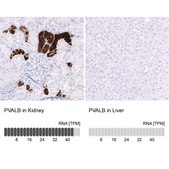 Monoclonal Anti-PVALB antibody produced in mouse Prestige Antibodies® Powered by Atlas Antibodies, clone CL15073, purified antibody (Protein A)