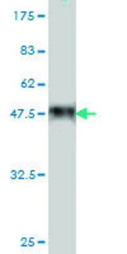 Monoclonal Anti-COP1 antibody produced in mouse clone 3E10, purified immunoglobulin, buffered aqueous solution