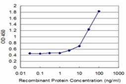Monoclonal Anti-RPL14 antibody produced in mouse clone 1B4, purified immunoglobulin, buffered aqueous solution