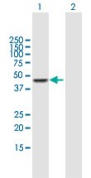 Anti-CPA3 antibody produced in mouse purified immunoglobulin, buffered aqueous solution