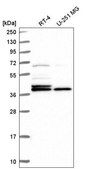 Anti-H2AFY antibody produced in rabbit Prestige Antibodies® Powered by Atlas Antibodies, affinity isolated antibody