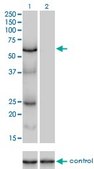 Monoclonal Anti-POLS antibody produced in mouse clone 2F8, purified immunoglobulin, buffered aqueous solution