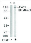 Anti-phospho-GAB1 (pTyr627) antibody produced in rabbit affinity isolated antibody