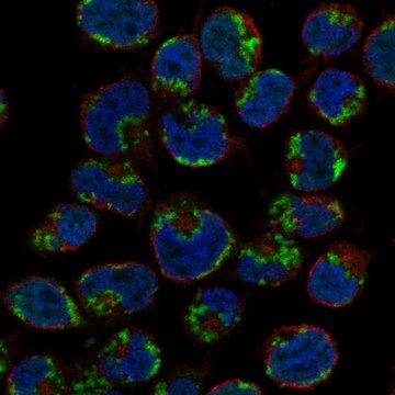 Anti-Gzmk Antibody Produced In Rabbit Prestige Antibodies&#174; Powered by Atlas Antibodies, affinity isolated antibody, buffered aqueous glycerol solution