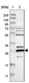 Anti-CNPY4 antibody produced in rabbit Prestige Antibodies® Powered by Atlas Antibodies, affinity isolated antibody, buffered aqueous glycerol solution