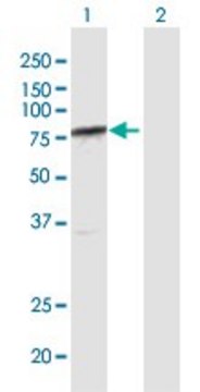 Anti-ARID3A antibody produced in rabbit purified immunoglobulin, buffered aqueous solution