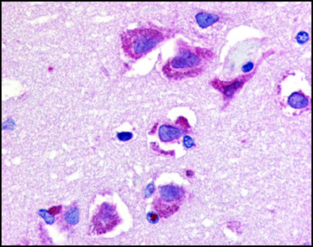 Anti-Trail antibody produced in rabbit IgG fraction of antiserum, buffered aqueous solution