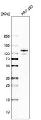 Anti-ARHGAP44 antibody produced in rabbit Prestige Antibodies® Powered by Atlas Antibodies, affinity isolated antibody, buffered aqueous glycerol solution