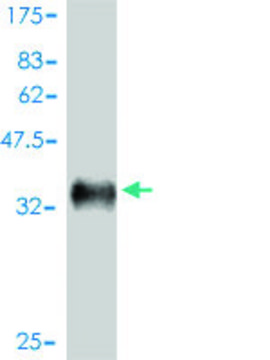 ANTI-EPHB2 antibody produced in mouse clone 1F10, ascites fluid