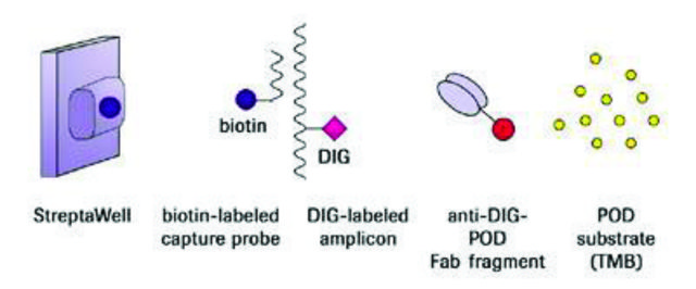 Mycoplasma PCR ELISA