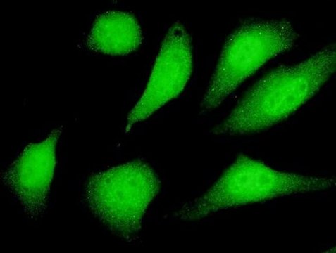 Monoclonal Anti-SIRT2 antibody produced in mouse clone 4B11, purified immunoglobulin, buffered aqueous solution