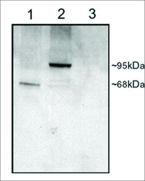 Anti-PDE4D antibody produced in goat affinity isolated antibody, buffered aqueous solution