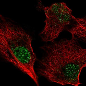 Anti-BIRC7 antibody produced in rabbit Prestige Antibodies&#174; Powered by Atlas Antibodies, affinity isolated antibody