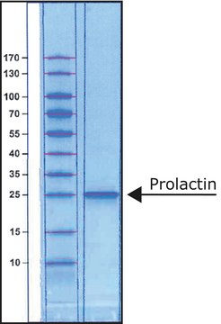 催乳素 人 recombinant, expressed in E. coli, lyophilized powder, BioReagent, suitable for cell culture, &gt;97% (SDS-PAGE)