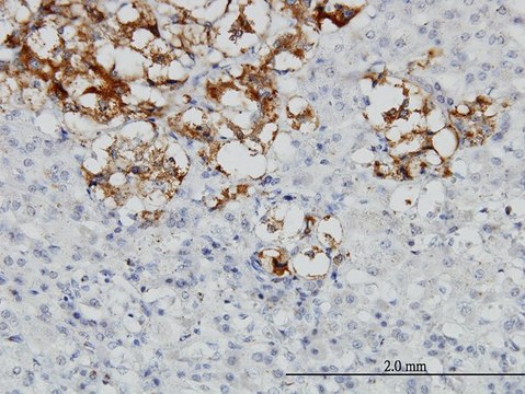 Monoclonal Anti-DCN antibody produced in mouse clone 3H4-1F4, purified immunoglobulin, buffered aqueous solution