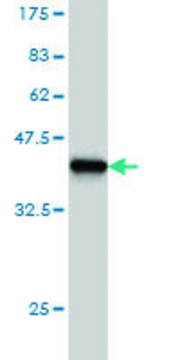 Monoclonal Anti-HOXC8 antibody produced in mouse clone 5G1, purified immunoglobulin, buffered aqueous solution