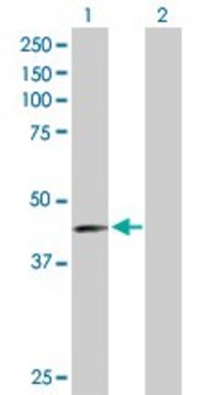 Anti-PVRL3 antibody produced in mouse purified immunoglobulin, buffered aqueous solution