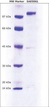 肽基精氨酸脱亚氨酶 2 型 (PAD2) 人 recombinant, expressed in E. coli