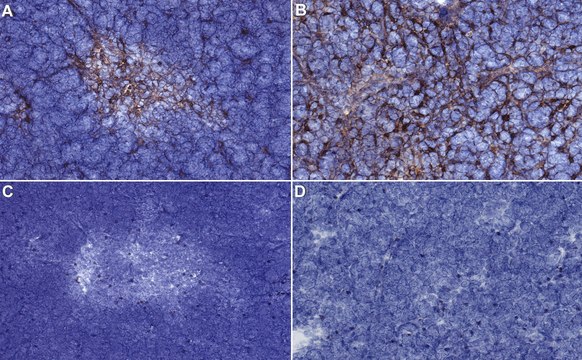 Anti-Medullary epithelium Antibody, clone ER-TR5