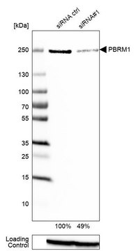 抗 PBRM1 兔抗 Prestige Antibodies&#174; Powered by Atlas Antibodies, affinity isolated antibody, buffered aqueous glycerol solution