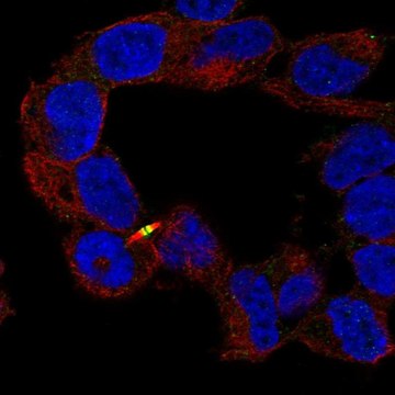 Anti-APC2 antibody produced in rabbit Prestige Antibodies&#174; Powered by Atlas Antibodies, affinity isolated antibody