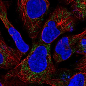 Anti-SDHAF1 antibody produced in rabbit Prestige Antibodies&#174; Powered by Atlas Antibodies, affinity isolated antibody