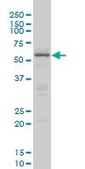 Monoclonal Anti-CREB5, (N-terminal) antibody produced in mouse clone 8A5, purified immunoglobulin, buffered aqueous solution