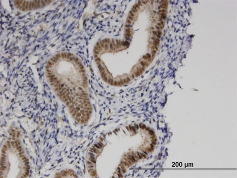 Monoclonal Anti-PRKCBP1 antibody produced in mouse clone 5B12, purified immunoglobulin, buffered aqueous solution