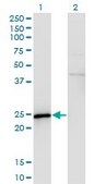 Monoclonal Anti-SPA17 antibody produced in mouse clone 3B6, purified immunoglobulin, buffered aqueous solution