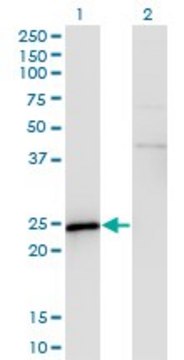 Monoclonal Anti-SPA17 antibody produced in mouse clone 3B6, purified immunoglobulin, buffered aqueous solution