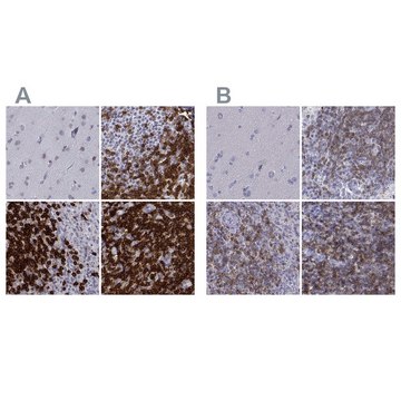 Anti-CD3E antibody produced in rabbit Prestige Antibodies&#174; Powered by Atlas Antibodies, affinity isolated antibody, buffered aqueous glycerol solution