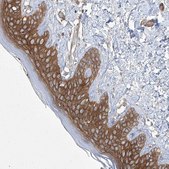Anti-FAM83B antibody produced in rabbit Prestige Antibodies® Powered by Atlas Antibodies, affinity isolated antibody, buffered aqueous glycerol solution, ab1