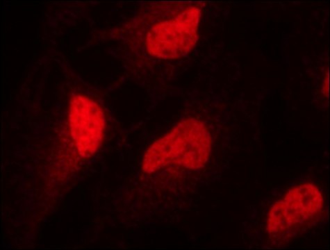 Anti-Sirt1 (C-terminal) 兔抗 ~1.0&#160;mg/mL, affinity isolated antibody, buffered aqueous solution