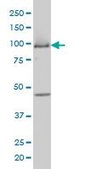 Monoclonal Anti-MCM3 antibody produced in mouse clone 4F7, purified immunoglobulin, buffered aqueous solution