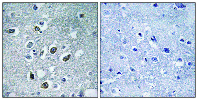 Anti-MARCH4 antibody produced in rabbit affinity isolated antibody