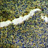 Anti-phospho-Akt (pTyr474) antibody produced in rabbit affinity isolated antibody