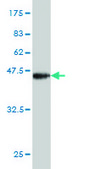 ANTI-BRD3 antibody produced in mouse clone 6C10, purified immunoglobulin, buffered aqueous solution