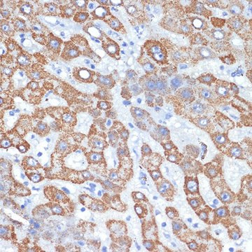 Anti-HMGCS2 antibody produced in rabbit