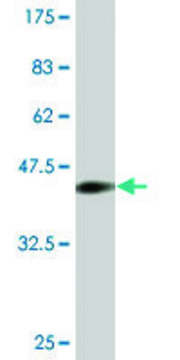 Monoclonal Anti-CNR1, (N-terminal) antibody produced in mouse clone 1F9, purified immunoglobulin, buffered aqueous solution