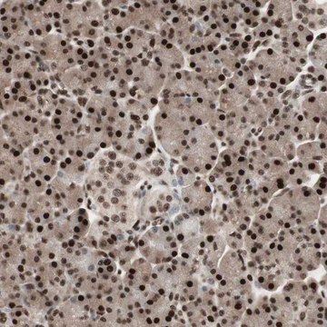 抗-TSHZ1 兔抗 Prestige Antibodies&#174; Powered by Atlas Antibodies, affinity isolated antibody, buffered aqueous glycerol solution